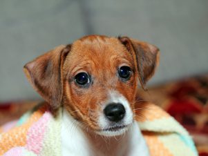 Pets and Divorce in Clinton Township, Michigan