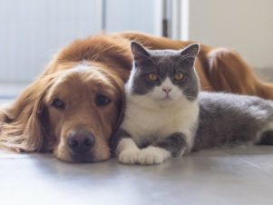 What Happens to Pets in a Divorce?